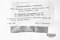 Rhizocarpon geographicum image